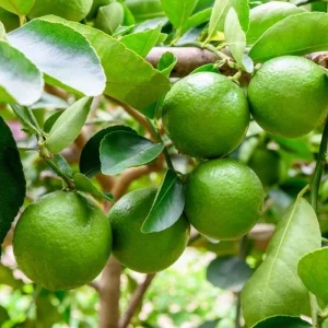 Thai Lime Tree Live Plant – Bearing Fruit – 3 Gallon Pot – Cold Hardy - Image 2