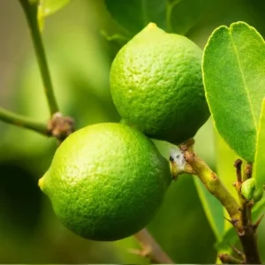 Thai Lime Tree Live Plant – Bearing Fruit – 3 Gallon Pot – Cold Hardy - Image 3