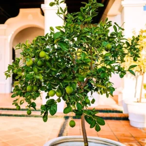 Thai Lime Tree Live Plant – Bearing Fruit – 3 Gallon Pot – Cold Hardy - Image 4