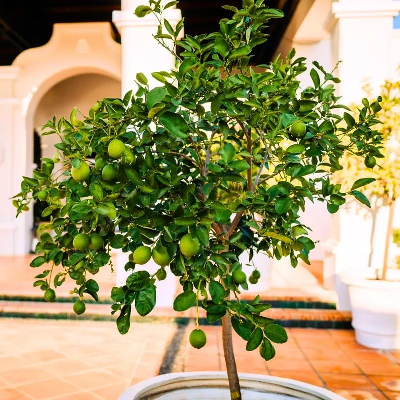 Thai Lime Tree Live Plant – Bearing Fruit – 3 Gallon Pot – Cold Hardy - Image 4