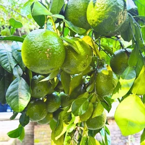 Thai Lime Tree Live Plant – Bearing Fruit – 3 Gallon Pot – Cold Hardy - Image 5