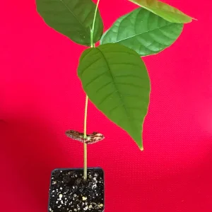 Theobroma Cacao Live Plant – Trinitario Cocoa Tree – 10-13 inch Potted Seedling – Tropical Fruit Tree - Image 2