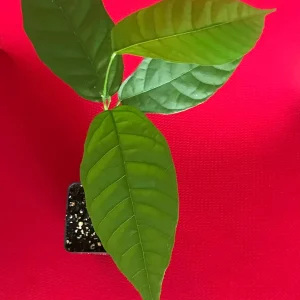 Theobroma Cacao Live Plant – Trinitario Cocoa Tree – 10-13 inch Potted Seedling – Tropical Fruit Tree - Image 3