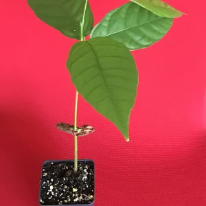 Theobroma Cacao Live Plant – Trinitario Cocoa Tree – 10-13 inch Potted Seedling – Tropical Fruit Tree - Image 4