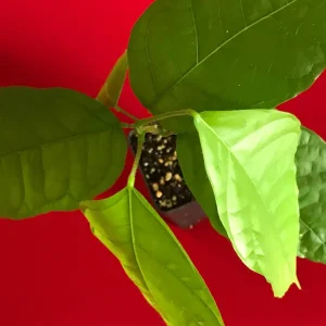 Theobroma Cacao Live Plant - Trinitario Red Pod Cocoa Tree, 8-12 inch Starter - Image 5