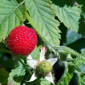 Thimbleberry Raspberry Live Plant for Planting - 6 to 12 Inch Tall Bush - Image 4