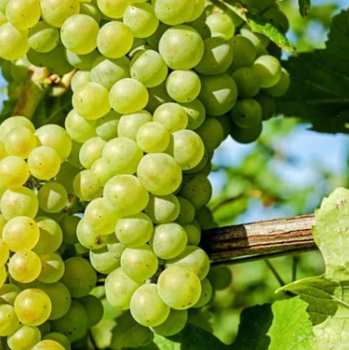 Thompson Seedless Grape Cuttings - 6 Healthy Cuttings, 8-10" Long, Vitis vinifera for Propagation - Image 2