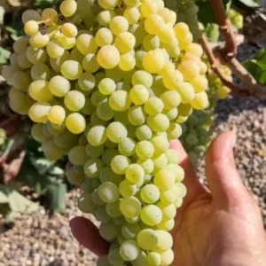 Thompson Seedless Grape Cuttings - 6 Healthy Cuttings, 8-10