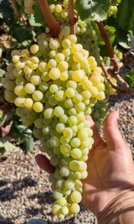 Thompson Seedless Grape Cuttings - 6 Healthy Cuttings, 8-10" Long, Vitis vinifera for Propagation - Image 3