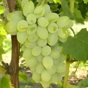 Thompson Seedless Grape Cuttings - 6 Healthy Cuttings, 8-10