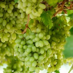 Thompson Seedless Grape Cuttings - 6 Healthy Cuttings, 8-10" Long, Vitis vinifera for Propagation - Image 1