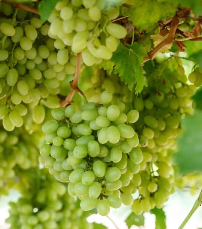 Thompson Seedless Grape Cuttings - 6 Healthy Cuttings, 8-10" Long, Vitis vinifera for Propagation - Image 1