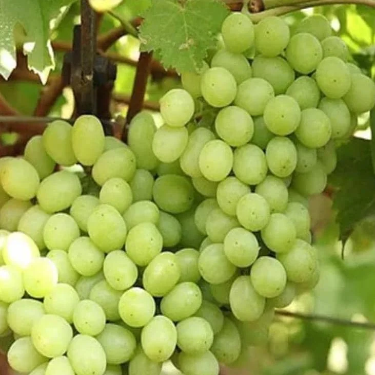 Thompson Seedless Grape Cuttings - 6 Healthy Cuttings, 8-10" Long, Vitis vinifera for Propagation - Image 6