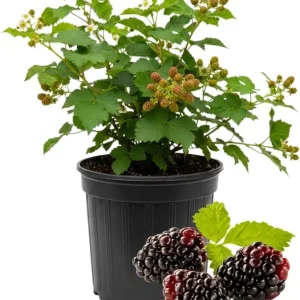 Thornless Boysenberry Plants Live - Set of 2, 4-6 Inches Tall, Outdoor - Image 1