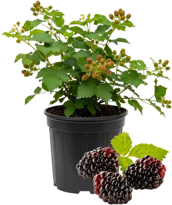 Thornless Boysenberry Plants Live - Set of 2, 4-6 Inches Tall, Outdoor - Image 1