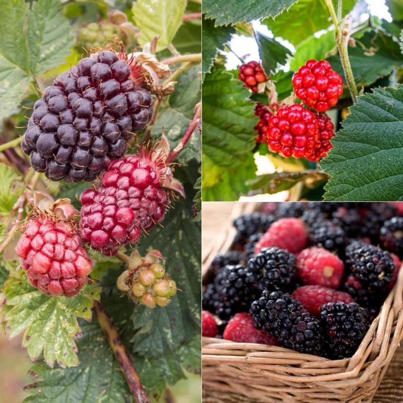 Thornless Boysenberry Plants Live - Set of 2, 4-6 Inches Tall, Outdoor - Image 2