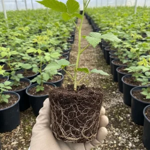 Thornless Boysenberry Plants Live - Set of 2, 4-6 Inches Tall, Outdoor - Image 3