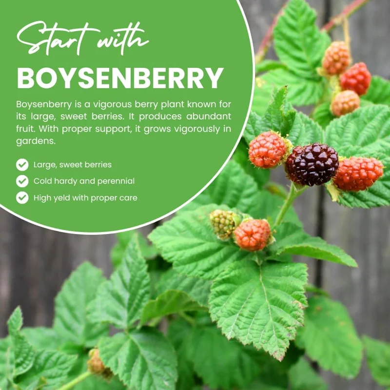 Thornless Boysenberry Plants Live - Set of 2, 4-6 Inches Tall, Outdoor - Image 6