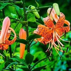 Tiger Lily Bulbs for Planting - 10 Count Orange Perennial Flower Bulbs Outdoor - Image 5