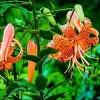 Tiger Lily Bulbs for Planting - 10 Count Orange Perennial Flower Bulbs Outdoor - Image 1