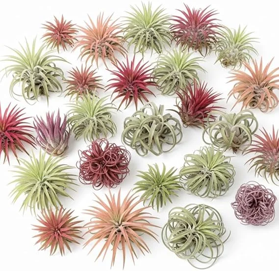 Tillandsia Air Plants, Live Indoor Houseplants, 12-Pack, Low Light Terrarium Decor - Image 2