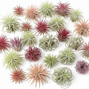 Tillandsia Air Plants, Live Indoor Houseplants, 12-Pack, Low Light Terrarium Decor - Image 3