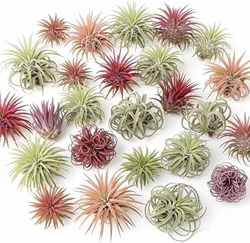 Tillandsia Air Plants, Live Indoor Houseplants, 12-Pack, Low Light Terrarium Decor - Image 3