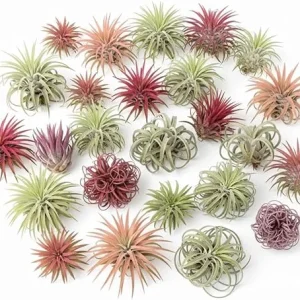Tillandsia Air Plants, Live Indoor Houseplants, 12-Pack, Low Light Terrarium Decor - Image 4