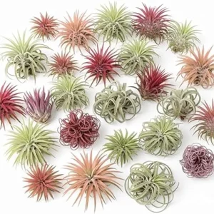 Tillandsia Air Plants, Live Indoor Houseplants, 12-Pack, Low Light Terrarium Decor - Image 5