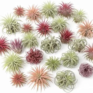 Tillandsia Air Plants, Live Indoor Houseplants, 12-Pack, Low Light Terrarium Decor - Image 6