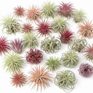 Tillandsia Air Plants, Live Indoor Houseplants, 12-Pack, Low Light Terrarium Decor - Image 7