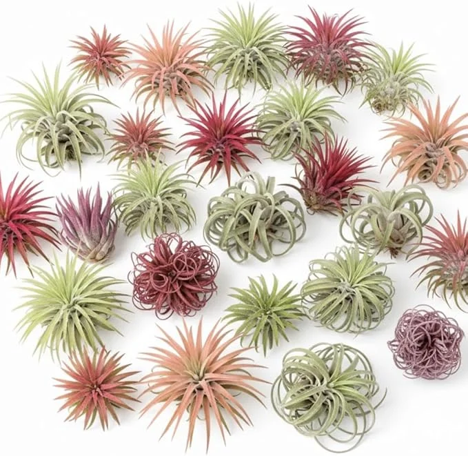 Tillandsia Air Plants, Live Indoor Houseplants, 12-Pack, Low Light Terrarium Decor - Image 7