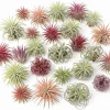 Tillandsia Air Plants, Live Indoor Houseplants, 12-Pack, Low Light Terrarium Decor - Image 1