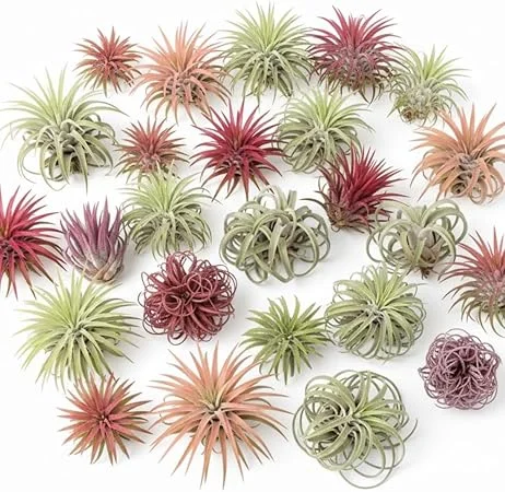 Tillandsia Air Plants, Live Indoor Houseplants, 12-Pack, Low Light Terrarium Decor - Image 1
