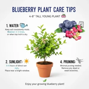 Top Hat Blueberry Live Plant - 4-8 Inch Starter Bush, Hardy Outdoor - Image 3