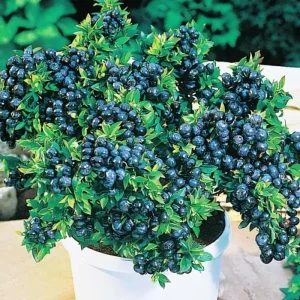 Top Hat Blueberry Live Plant - 4-8 Inch Starter Bush, Hardy Outdoor - Image 4