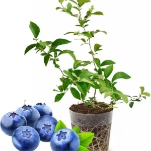 Top Hat Blueberry Live Plant – 4-8 Inch Starter Bush – Hardy Outdoor Fruit - Image 6