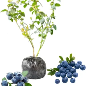 Top Hat Blueberry Live Plant - Dwarf Bush, 5-9 Inches Tall, Full Sun, USDA Zone 4-8 - Image 10