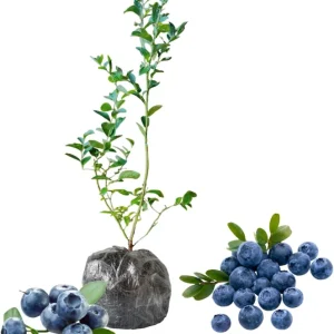 Top Hat Blueberry Live Plant - Dwarf Bush, 5-9 Inches Tall, Full Sun, USDA Zone 4-8 - Image 3