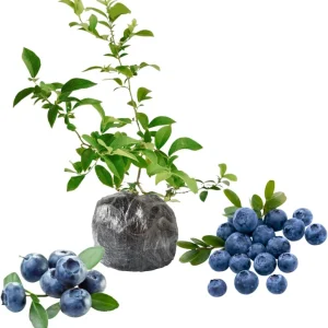 Top Hat Blueberry Live Plant - Dwarf Bush, 5-9 Inches Tall, Full Sun, USDA Zone 4-8 - Image 4