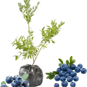 Top Hat Blueberry Live Plant - Dwarf Bush, 5-9 Inches Tall, Full Sun, USDA Zone 4-8 - Image 5