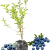 Top Hat Blueberry Live Plant - Dwarf Bush, 5-9 Inches Tall, Full Sun, USDA Zone 4-8 - Image 1