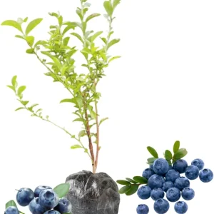 Top Hat Blueberry Live Plant - Dwarf Bush, 5-9 Inches Tall, Full Sun, USDA Zone 4-8 - Image 1