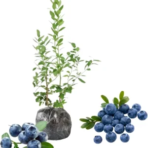 Top Hat Blueberry Live Plant - Dwarf Bush, 5-9 Inches Tall, Full Sun, USDA Zone 4-8 - Image 6
