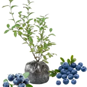 Top Hat Blueberry Live Plant - Dwarf Bush, 5-9 Inches Tall, Full Sun, USDA Zone 4-8 - Image 7