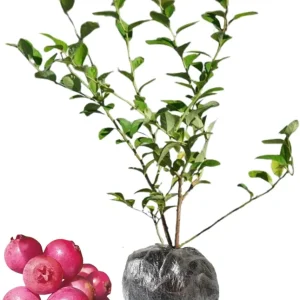 Top Hat Blueberry Live Plant - Dwarf Bush, 5-9 Inches Tall, Full Sun, USDA Zone 4-8 - Image 8