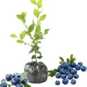 Top Hat Blueberry Live Plant - Dwarf Bush, 5-9 Inches Tall, Full Sun, USDA Zone 4-8 - Image 9