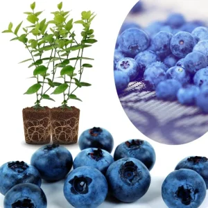 Top Hat Blueberry Trees Live Plants - Southern Highbush, 2-Pack, 5-7