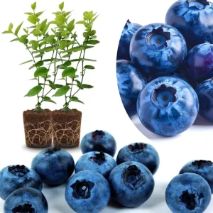Top Hat Blueberry Trees Live Plants - Southern Highbush, 2-Pack, 5-7