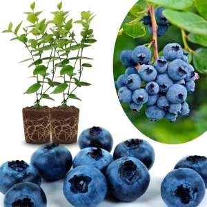 Top Hat Blueberry Trees Live Plants - Southern Highbush, 2-Pack, 5-7